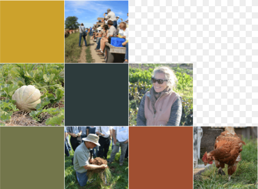 Forget To Register Chicken, Woman, Man, Fowl, Female Clipart PNG