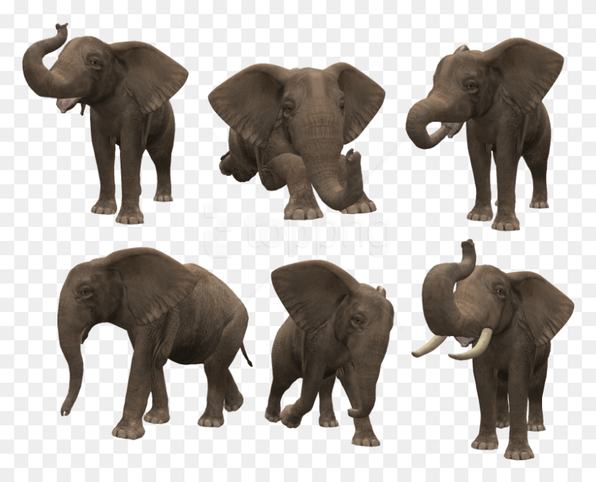 797x634 Format Elephant, Wildlife, Mammal, Animal HD PNG Download