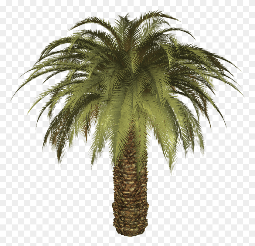 1600x1542 Format Images Small Palm Tree, Tree, Plant, Arecaceae HD PNG Download