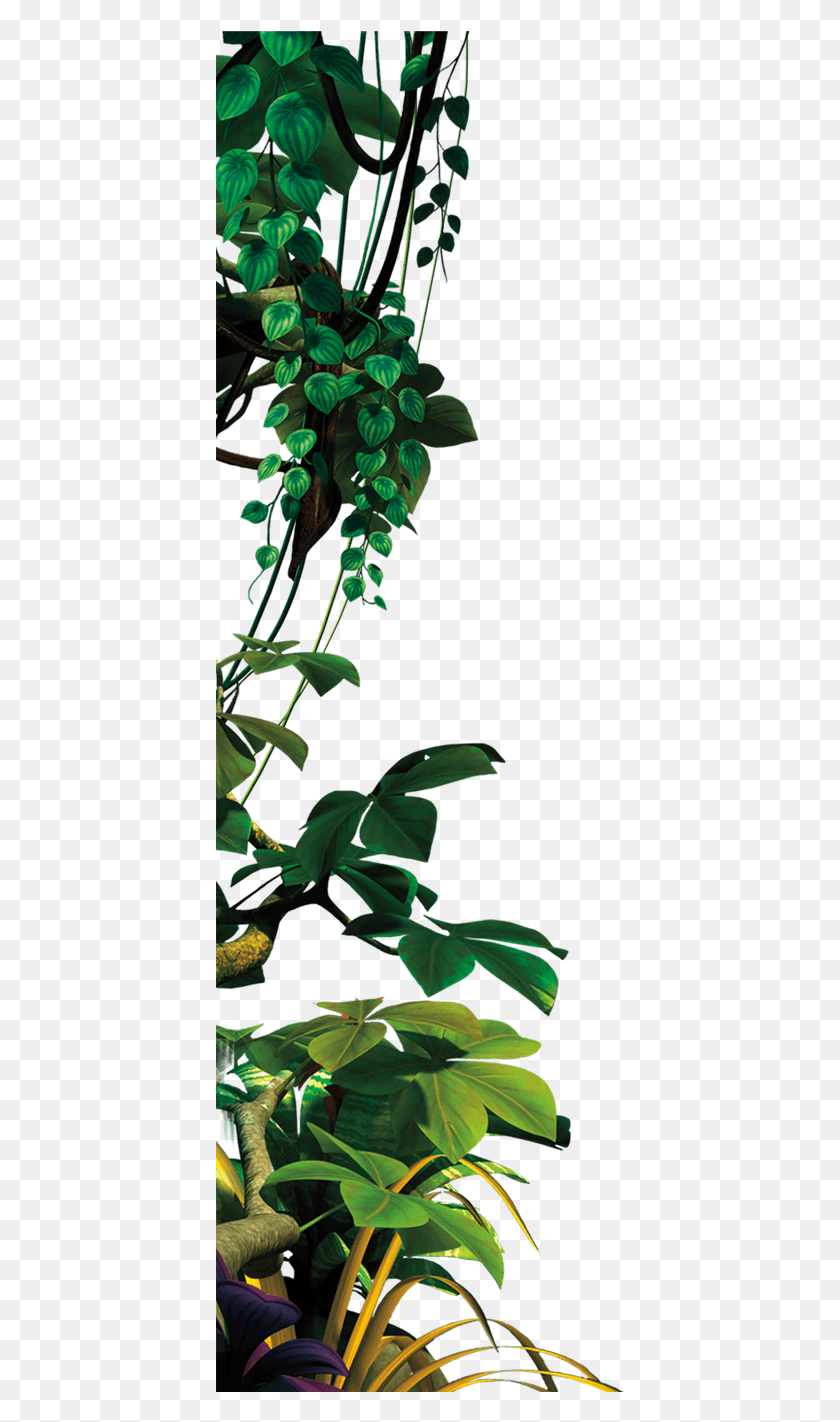 410x1362 El Formato De Rio 2, Planta, Acanthaceae, Flor Hd Png