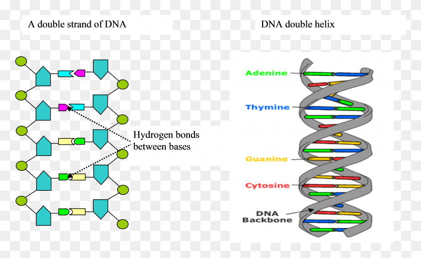 3915x2279 Formation Of The Dna Strand And Double Helix Conformation 6 Base Rungs Dna, Text, Spiral HD PNG Download