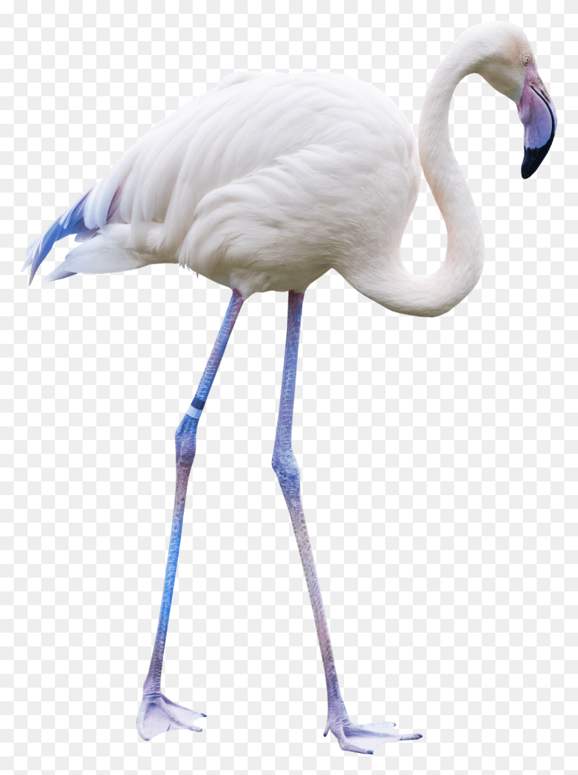 1169x1600 Descargar Png Formato Aves Animales Usados ​​Flamenco Polyvore White Flamingo, Bird, Animal, Beak Hd Png