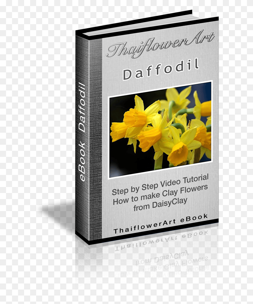 Forsythia, Plant, Flower, Blossom HD PNG Download