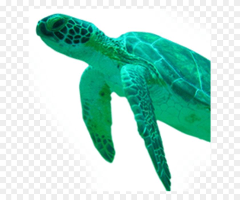 640x640 Fort Lauderdale Sea Turtle Transparent Background Sea Turtle Head, Turtle, Reptile, Sea Life HD PNG Download