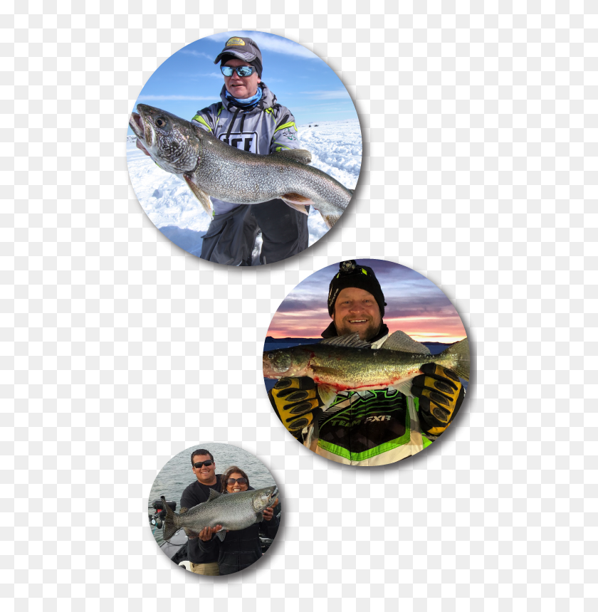 500x800 Fort Peck Fishing Collage, Perch, Fish, Animal Descargar Hd Png