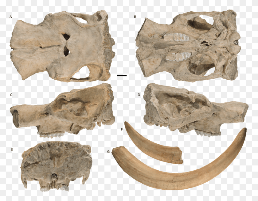 1106x846 Fossil Friday Mammut Pacificus Mastodon, Soil, Archaeology, Fungus HD PNG Download