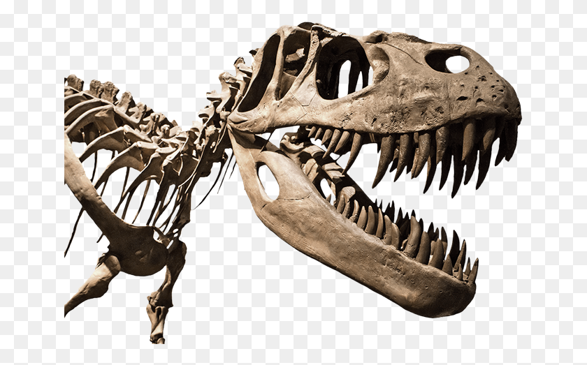 657x463 Fossilie 01 Flach Fossil Прозрачный Фон, Динозавр, Рептилия, Животное Hd Png Скачать