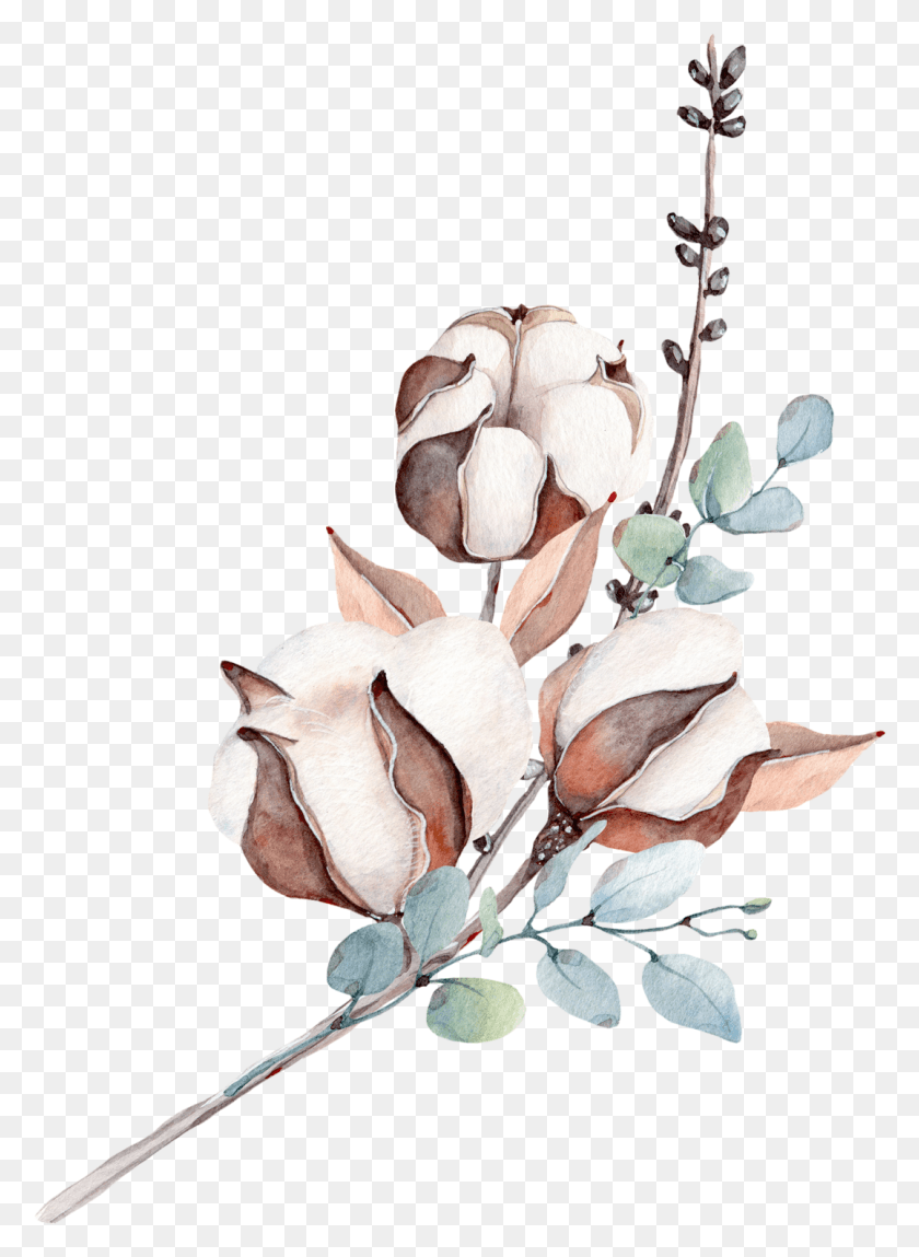 1077x1505 Fotki Ботаническая Иллюстрация Акварельный Цветок Хлопка, Растение, Цветение, Acanthaceae Png Скачать