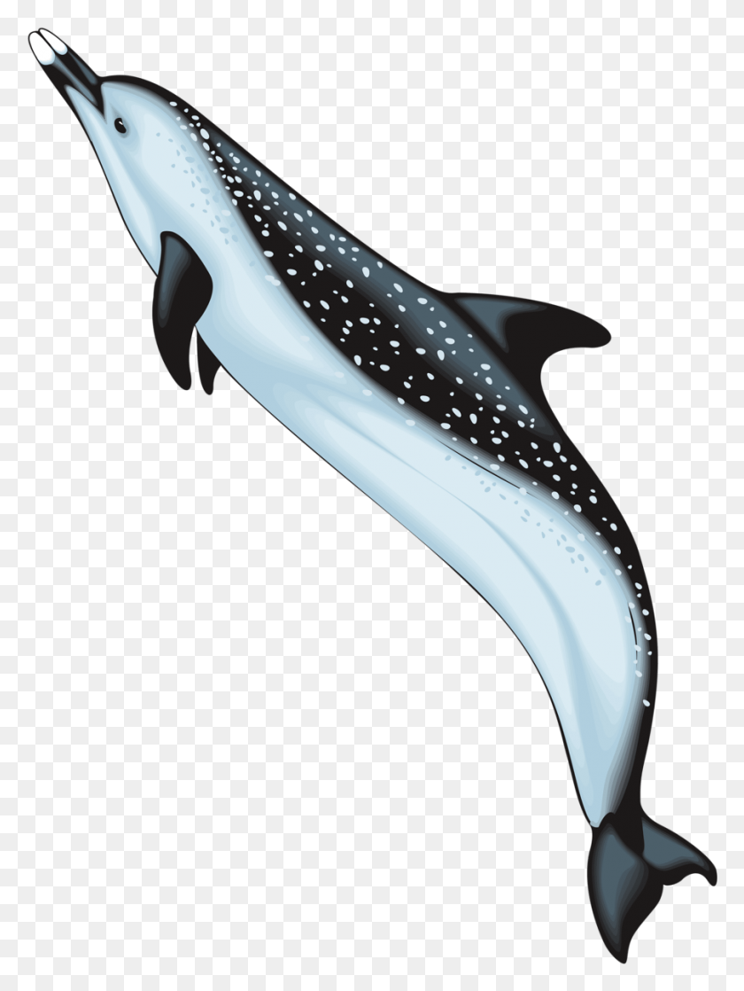 901x1223 Морская Жизнь Под Водой Дельфины Сумасшедшие Морские Животные Клипарт, Морская Жизнь, Животные, Млекопитающие Png Скачать