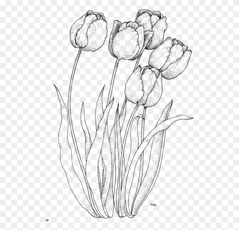 522x746 Fotki Coloring Pages Nature Flower Coloring Pages Draw Tulips, Gray, World Of Warcraft HD PNG Download