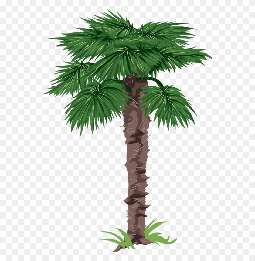 563x800 Fotki Palm Tree Pictures Tree Clipart Nature Tree Borassus Flabellifer Leaves Clipart, Plant, Arecaceae Hd Png Скачать