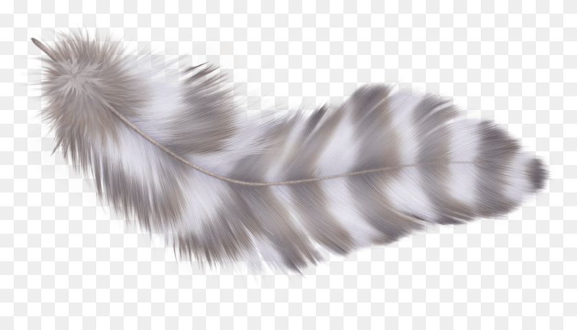 1280x690 Fotki Parrot Feathers Clip Art Photoshop Parrot Feather, Graphics, Electronics HD PNG Download