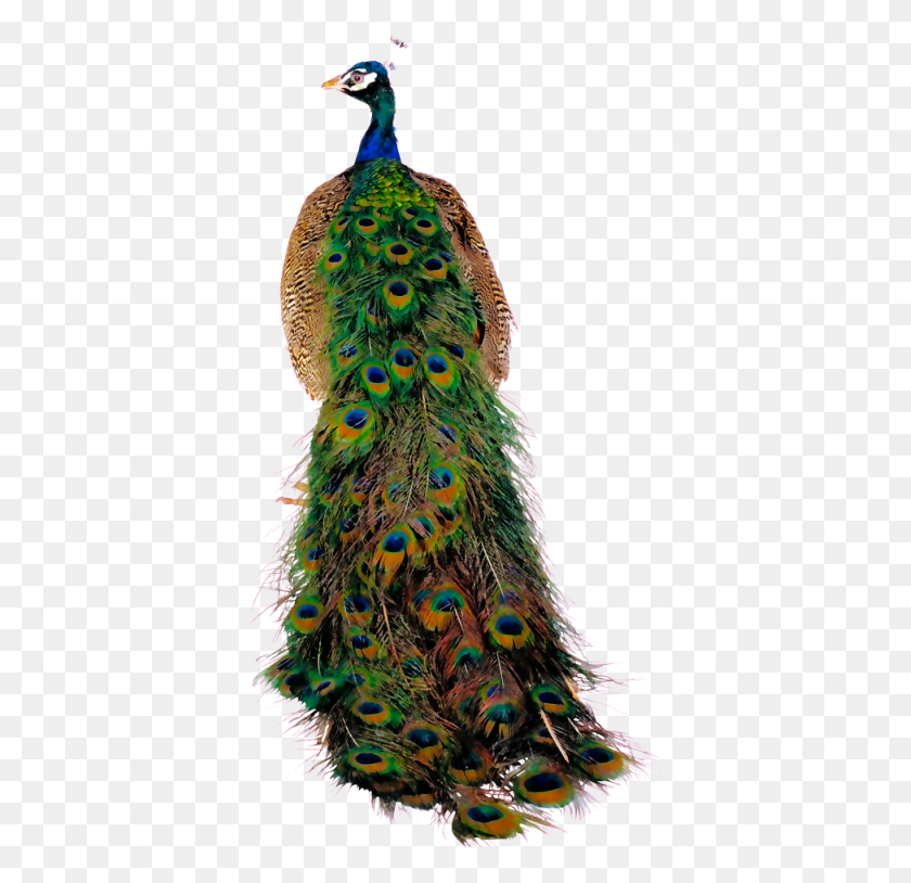 394x754 Descargar Png Fotki Peacock Theme Pavo Real Arte Aves Imagen Pavo Real Pavo Real, Pájaro, Animal, Pollo Hd Png