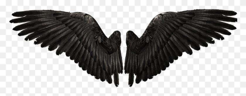 1024x354 Fotki Raven Wings Raven Bird Wings Icarus Game Realistic Demon Wings, Waterfowl, Animal, Cormorant HD PNG Download
