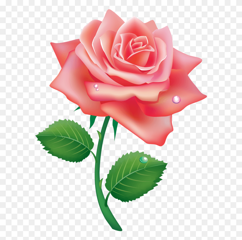598x771 Фото Автор Соловейка На Яндекс Одна Роза, Цветок, Растение, Цветение Hd Png Скачать