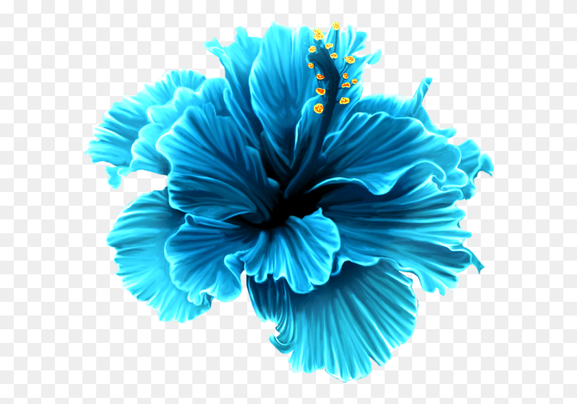 600x529 Foto Avtor Svetlera Na Yandeks Blue Tropical Flowers, Flower, Plant, Blossom HD PNG Download