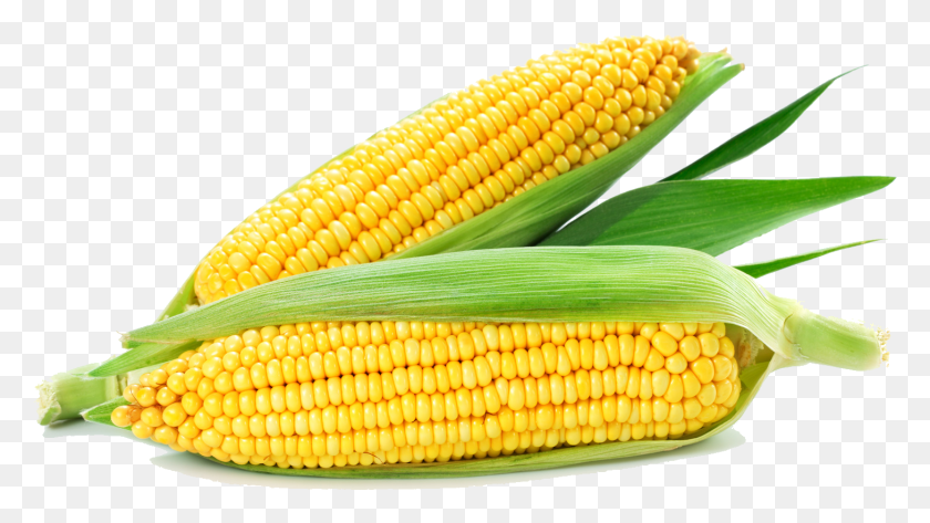 1458x773 Fotolia 78376843 Subscription Monthly M Corn White Background, Plant, Snake, Reptile HD PNG Download