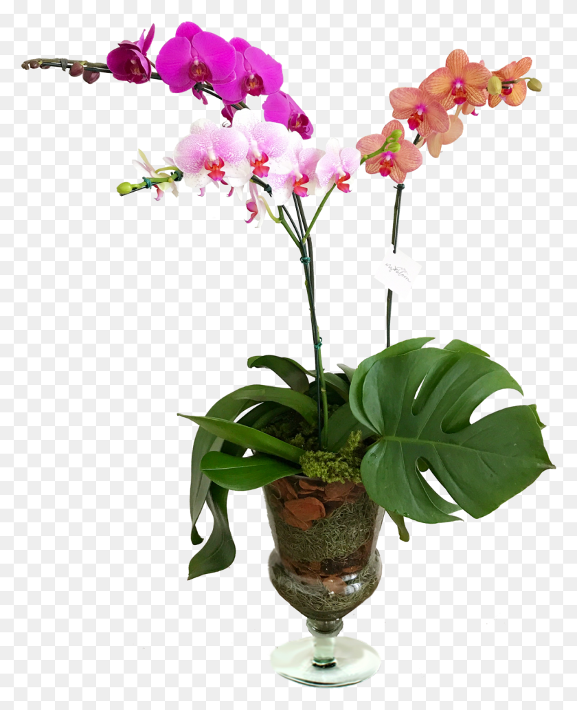 1128x1408 Png Orquideas Orqudea Em Vaso De Vidro, Растение, Цветок, Цветение Hd Png Скачать