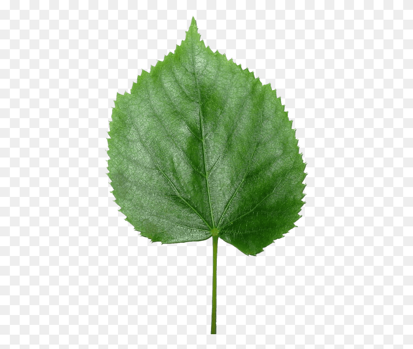 415x649 Four Leaf Clover Leaves Image, Leaf, Plant, Veins HD PNG Download