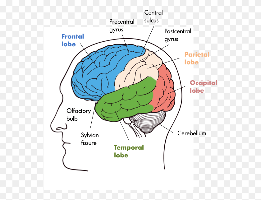 559x583 Four Lobes Of The Brain In The Front We Have The Frontal Nervous System Brain Parts, Plot, Diagram, Vegetation HD PNG Download