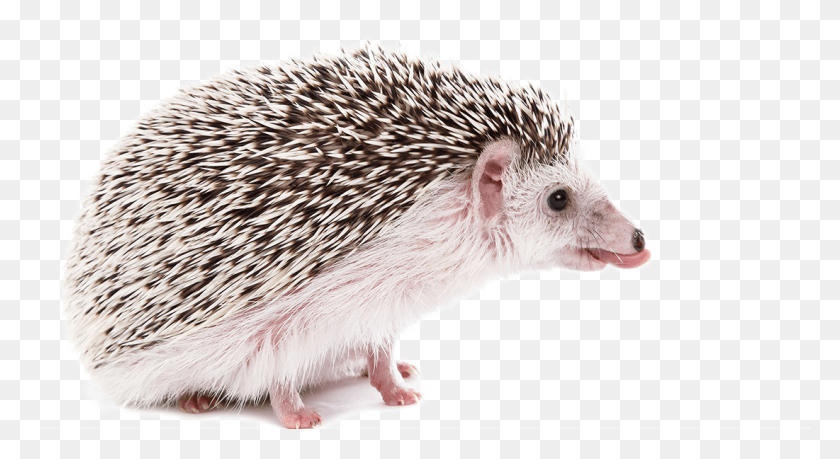 1101x564 Four Toed Stock Photography A Fourtoed Gray, Hedgehog, Mammal, Animal HD PNG Download