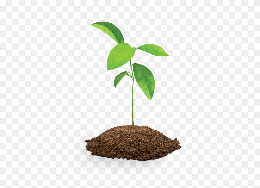 Four Tree Saplings Save The Children Shop, Soil, Plant, Person, Planting PNG