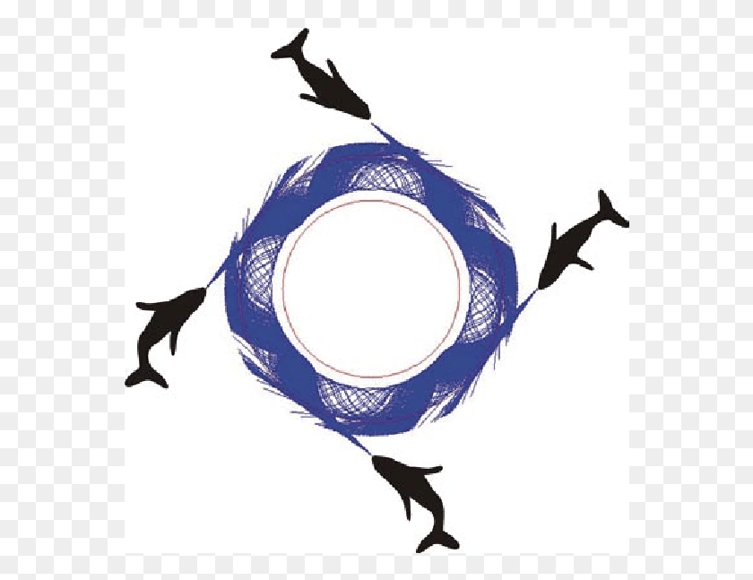 564x587 Four Whales Insonify An Annular Bubble Net Having The Illustration, Animal, Bird, Flying HD PNG Download
