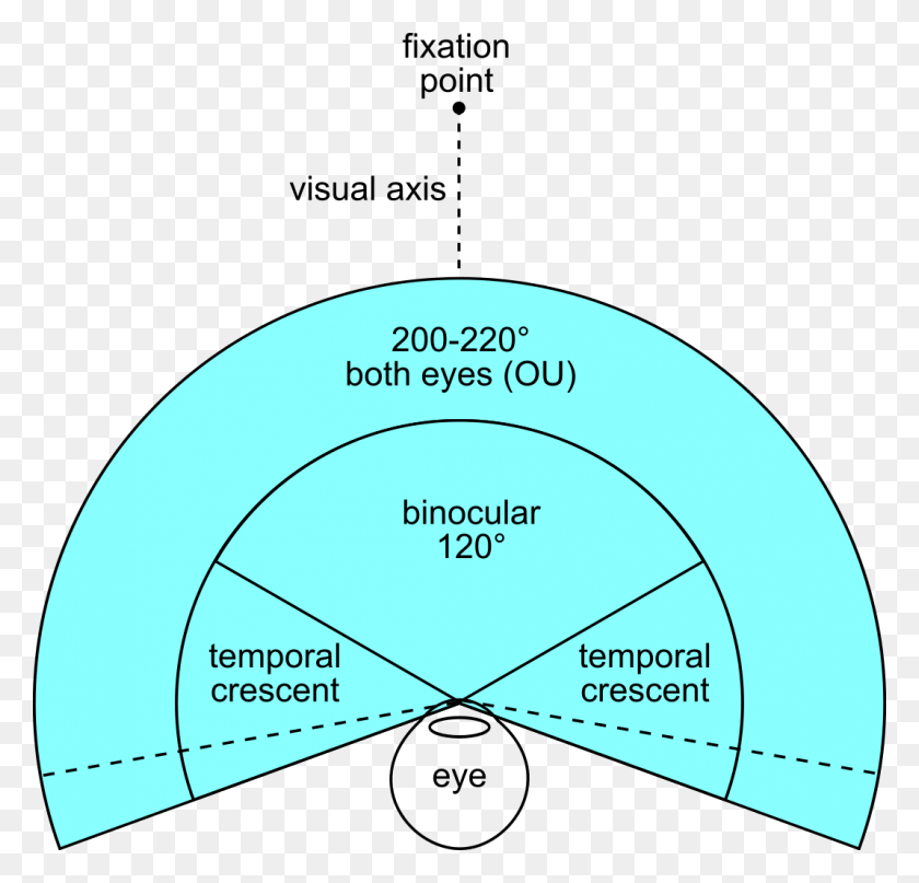 1069x1024 Fov Both Eyes Binocular Field Of View Humans, Diagram, Plot, Sphere Descargar Hd Png