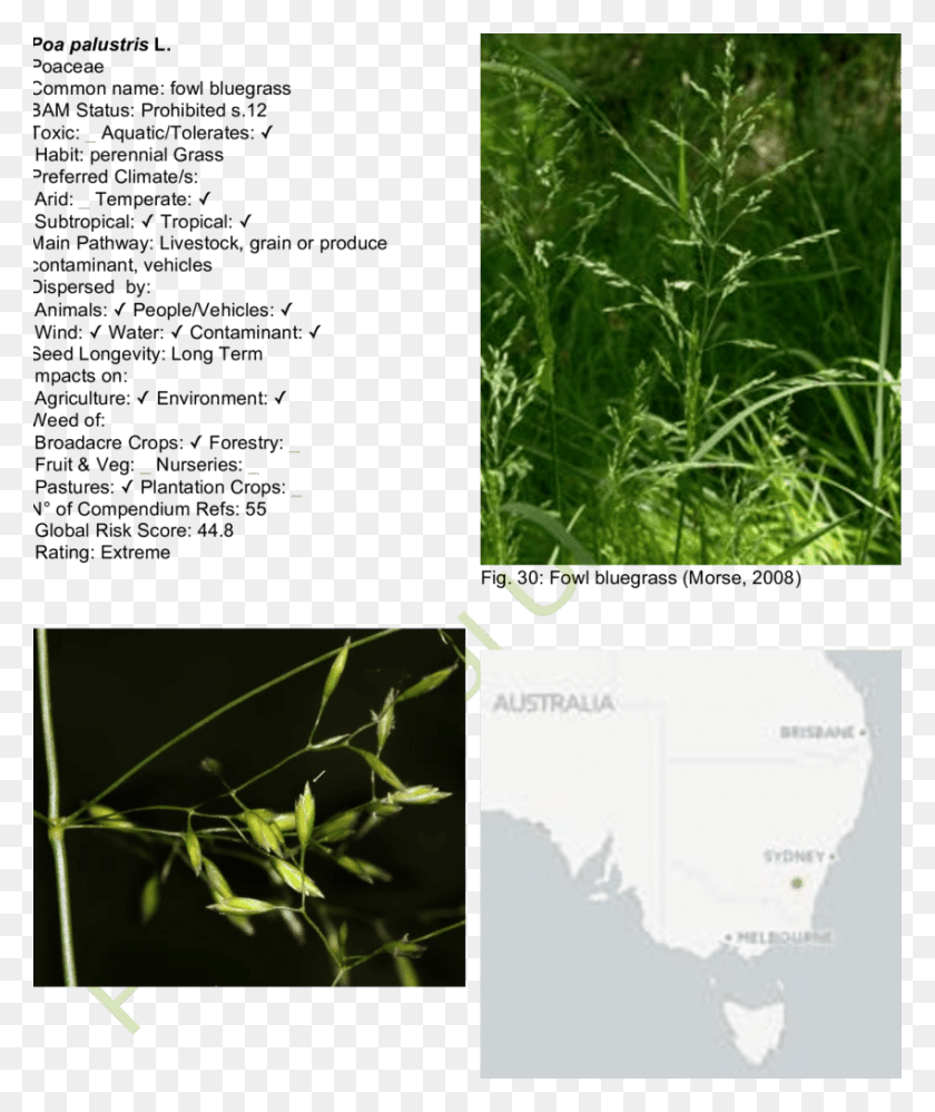850x1023 Fowl Bluegrass Map Hierochloe, Vegetation, Plant, Grass HD PNG Download