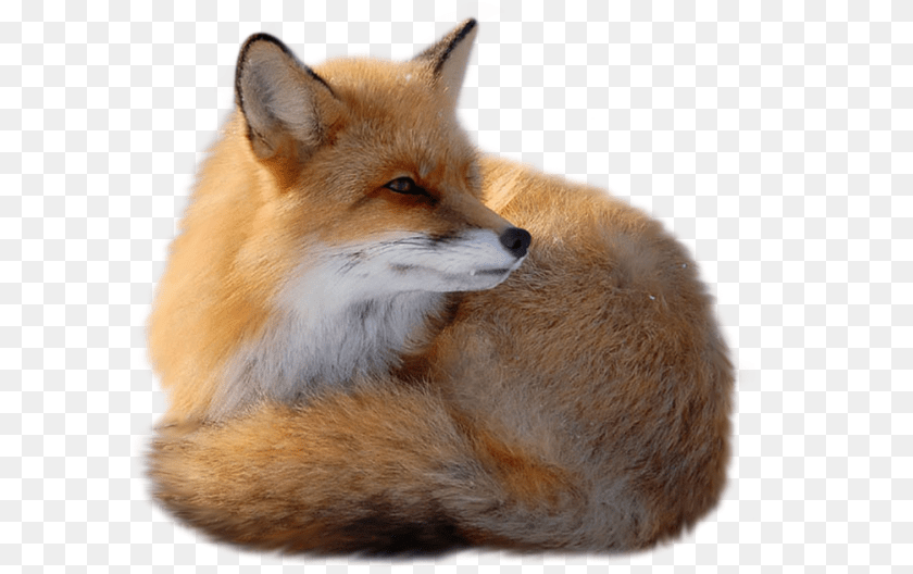 Fox, Animal, Mammal, Wildlife, Canine PNG