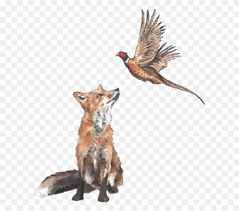602x681 Fox And Pheasant Pub Chelsea London Fox Y El Faisán, Pájaro, Animal, Volando Hd Png