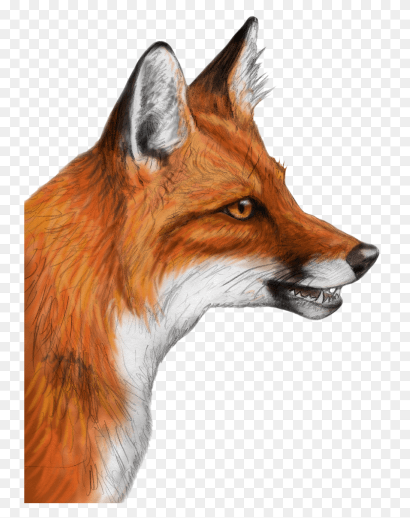 742x1001 Fox Clipart Red Fox, Red Fox, Canine, Wildlife HD PNG Download