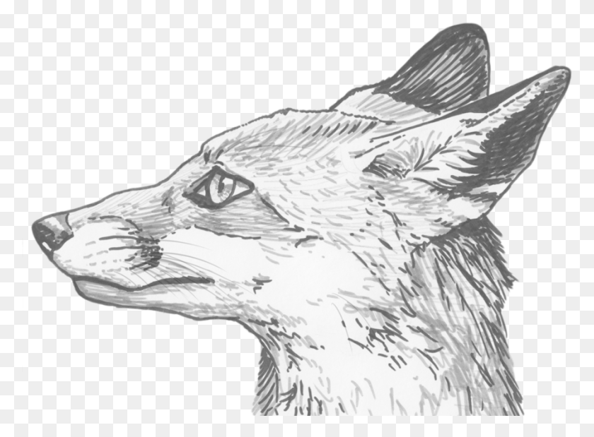 894x641 Fox Eyes Clipart Pencil Line Drawing Of Fox, Animal, Bird, Mammal HD PNG Download