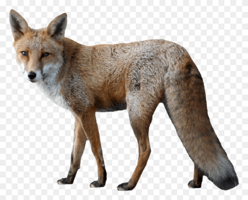 1120x885 Fox Fox, Perro, Mascota, Canino Hd Png