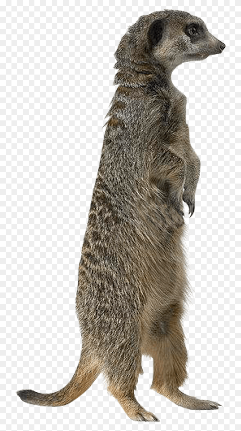 736x1443 Fox Image Mongoose Transparent Background, Wildlife, Animal, Mammal HD PNG Download