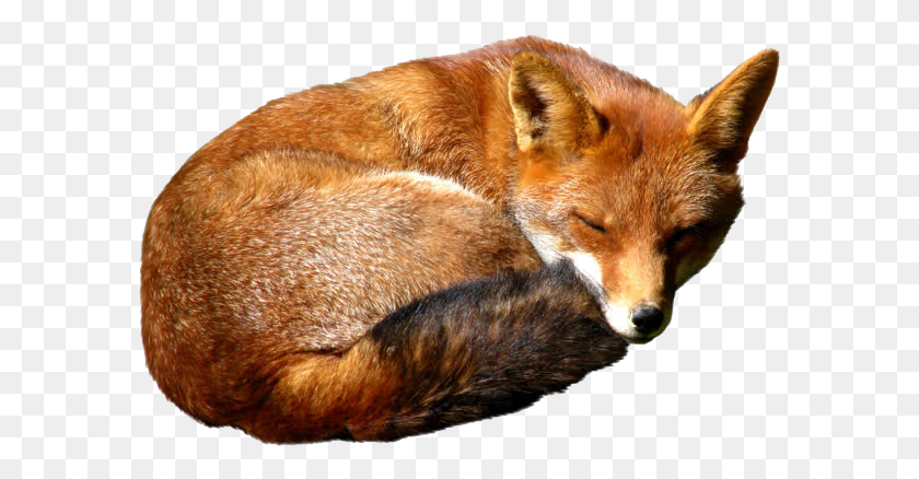 587x378 Fox Image Picture Red Fox, Red Fox, Canine, Wildlife HD PNG Download