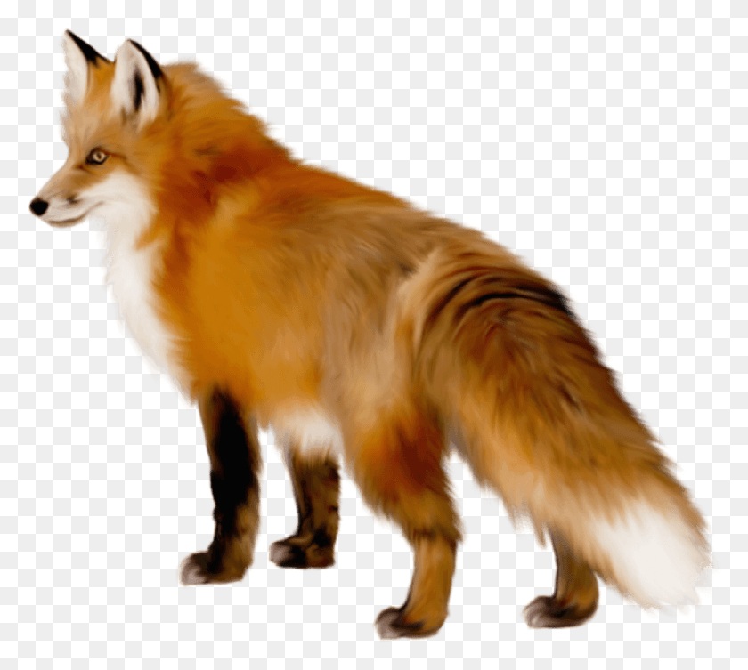 834x741 Fox Images Background Fox Transparent, Wildlife, Mammal, Animal HD PNG Download