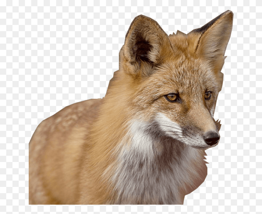 658x627 Fox Images Background Raposa, Red Fox, Canine, Wildlife HD PNG Download