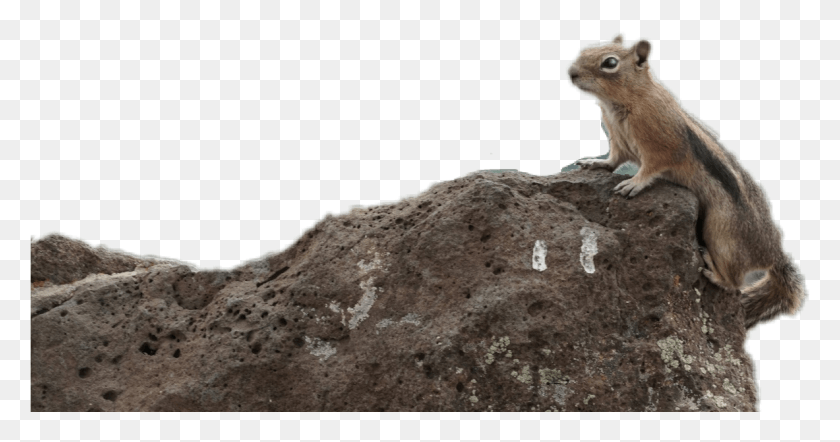 1183x580 Png Лисица Белка Бурундук, Кенгуру, Млекопитающее, Животное Hd Png Скачать