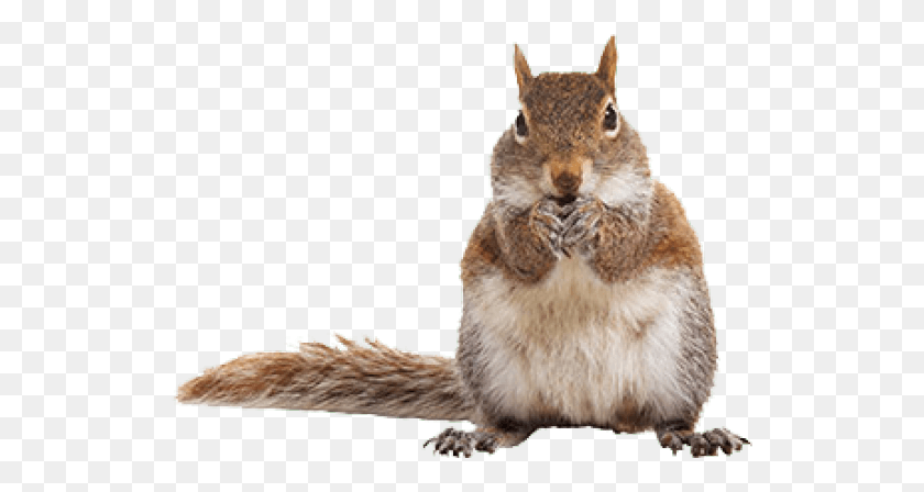 529x388 Fox Squirrel White Background, Rodent, Mammal, Animal HD PNG Download
