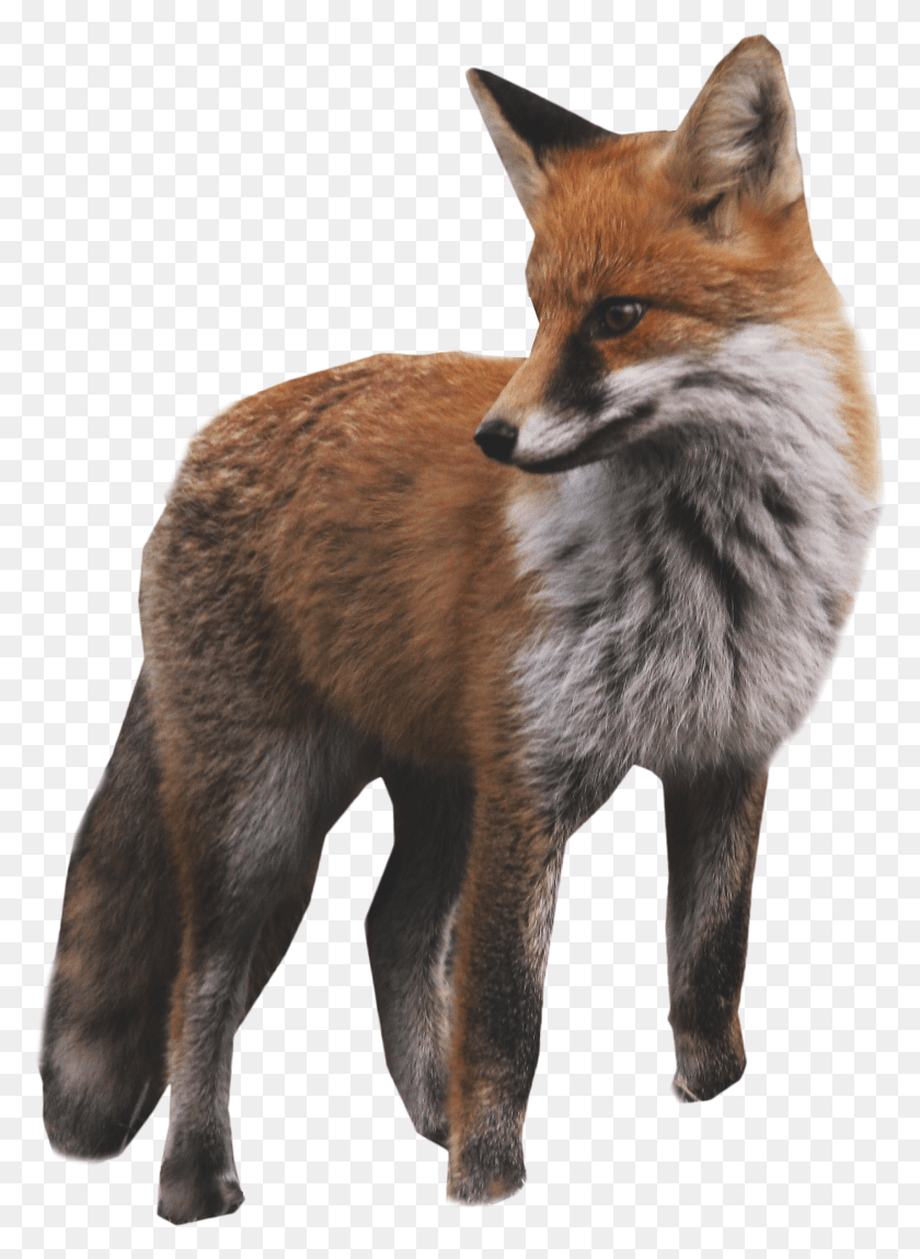 1715x2395 Fox Standing Gray Wolf Red Fox HD PNG Download