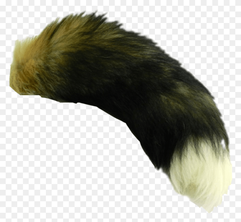 893x816 Fox Tails, Vulture, Bird, Animal HD PNG Download