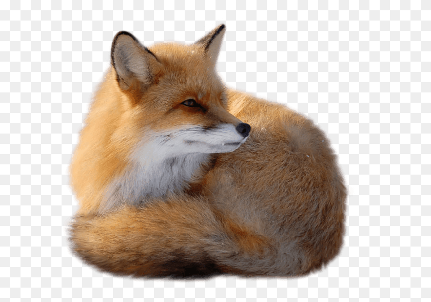 600x528 Fox Transparent, Red Fox, Canine, Wildlife HD PNG Download