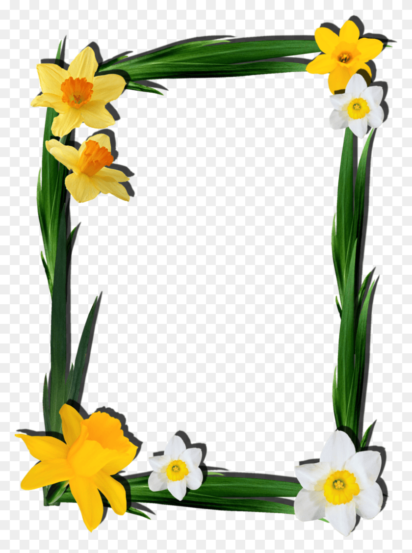 800x1095 Frame, Plant, Flower, Blossom HD PNG Download