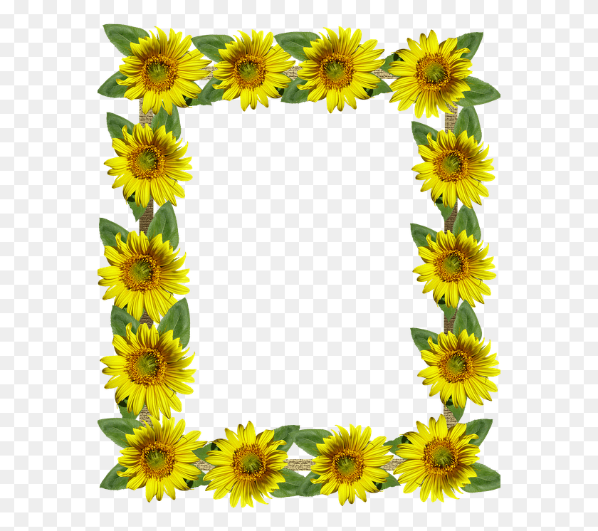 567x686 Frame Border Sunflowers Sunflower Frame, Plant, Flower, Blossom HD PNG Download