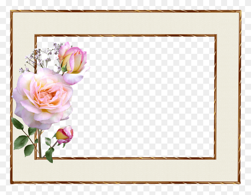 903x686 Frame Gold Edge Pink Rose Decoration, Plant, Flower, Blossom HD PNG Download