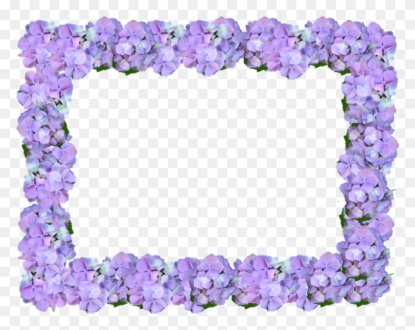 834x651 Frame Hydrangea Floral Picture Frame, Plant, Flower, Blossom HD PNG Download