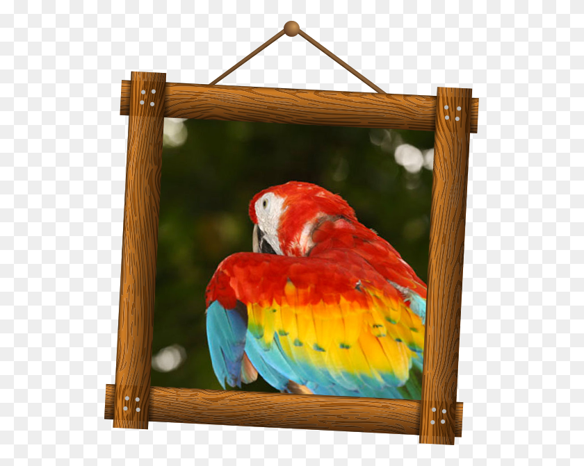 539x611 Frame Photo, Bird, Animal, Macaw HD PNG Download