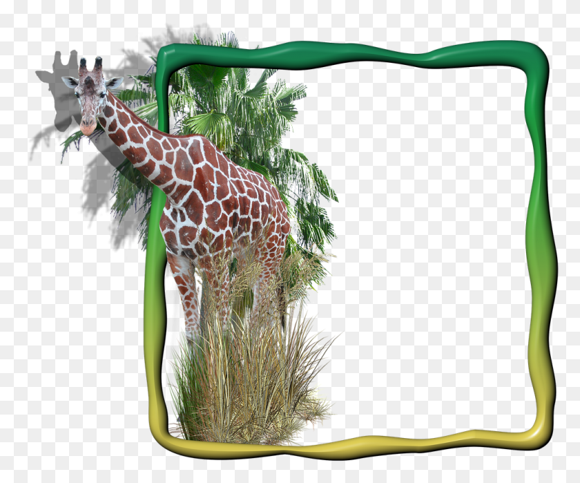 1024x839 Frame Photo Frame Giraffe In The Frame Transparent Background Giraffes, Wildlife, Mammal, Animal HD PNG Download
