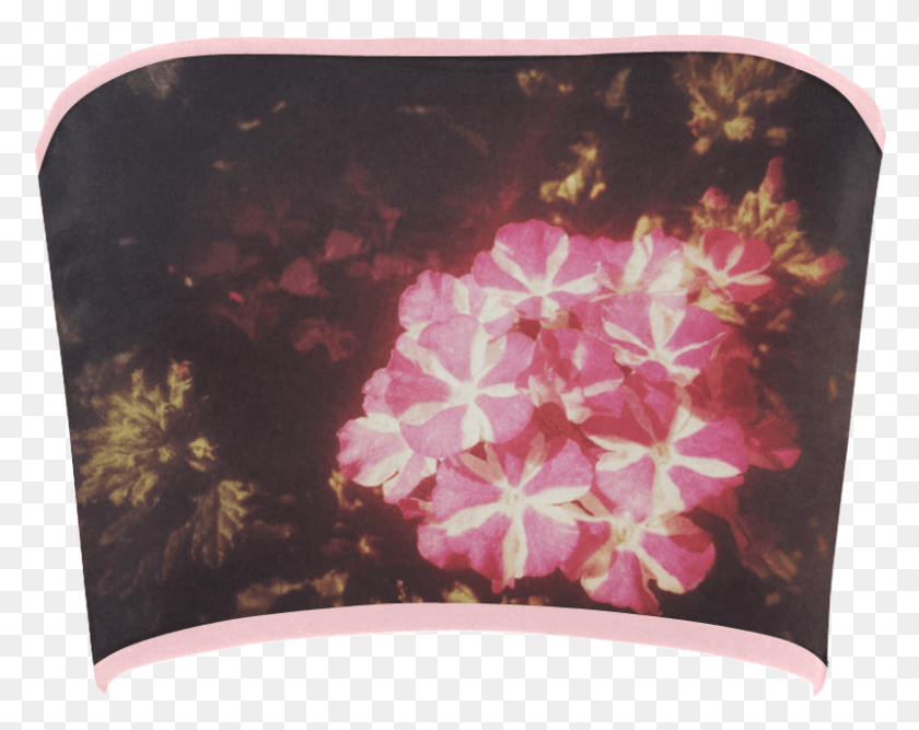 801x624 Frangipani, Geranium, Flower, Plant HD PNG Download